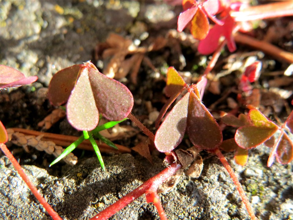 Horn-Sauerklee (Oxalis corniculata) in Hockenheim