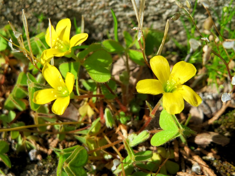 Horn-Sauerklee (Oxalis corniculata) in Hockenheim