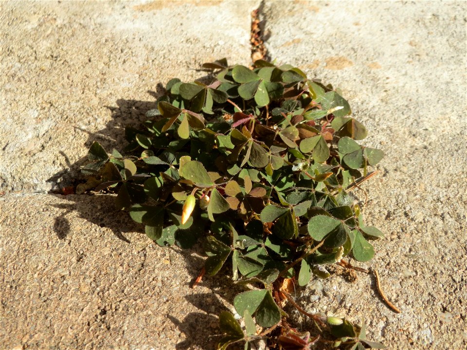 Horn-Sauerklee (Oxalis corniculata) in Hockenheim
