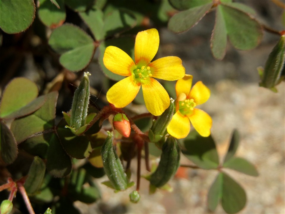 Horn-Sauerklee (Oxalis corniculata) in Saarbrücken