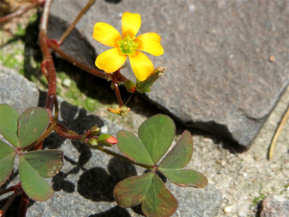 Horn-Sauerklee (Oxalis corniculata) in Saarbrücken