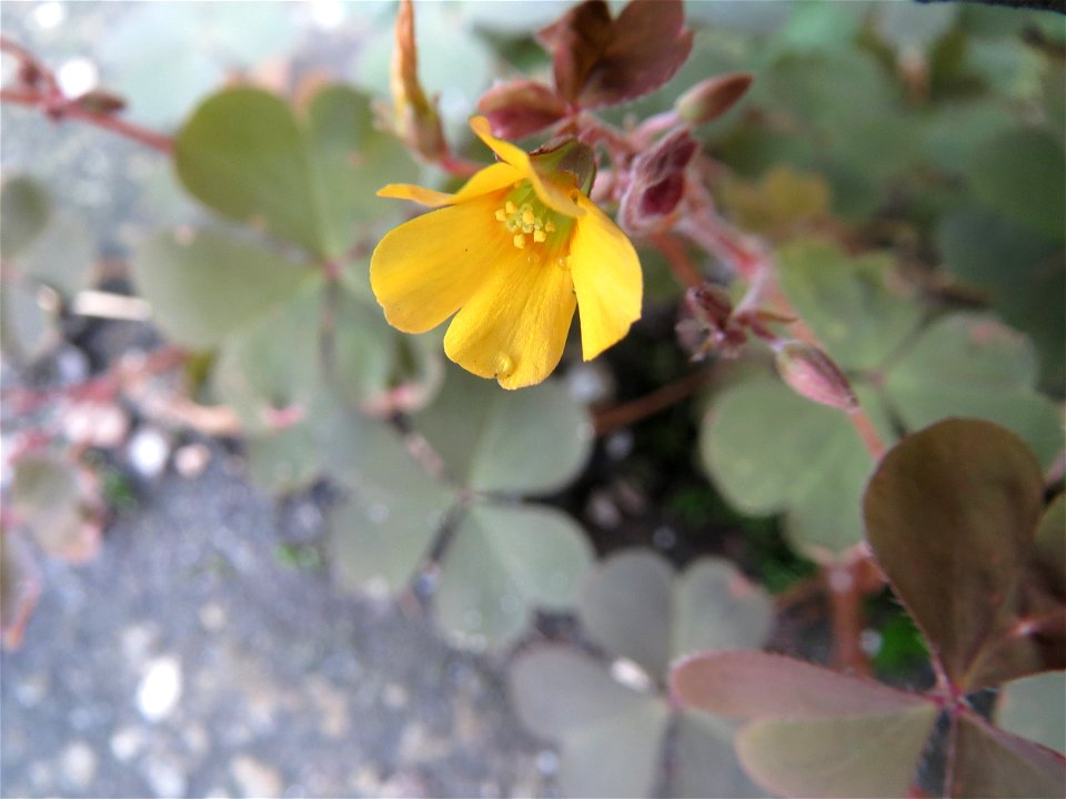 Horn-Sauerklee (Oxalis corniculata) am Bahnhof Oftersheim