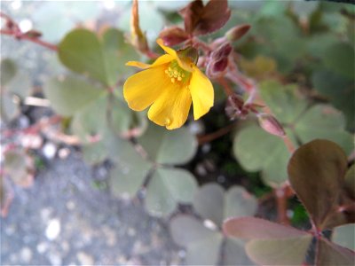 Horn-Sauerklee (Oxalis corniculata) am Bahnhof Oftersheim