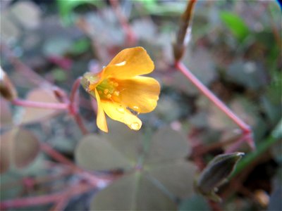 Horn-Sauerklee (Oxalis corniculata) am Bahnhof Oftersheim