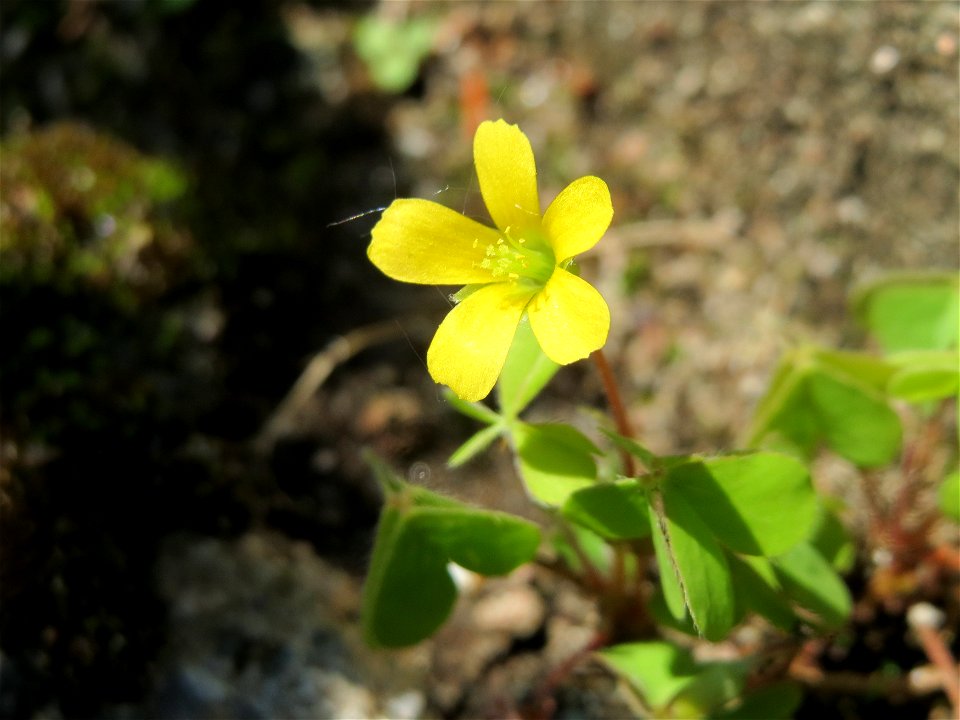 Horn-Sauerklee (Oxalis corniculata) in Hockenheim