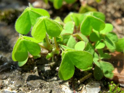 Horn-Sauerklee (Oxalis corniculata) in Hockenheim
