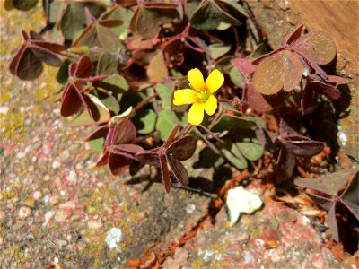 Horn-Sauerklee (Oxalis corniculata) in Hockenheim