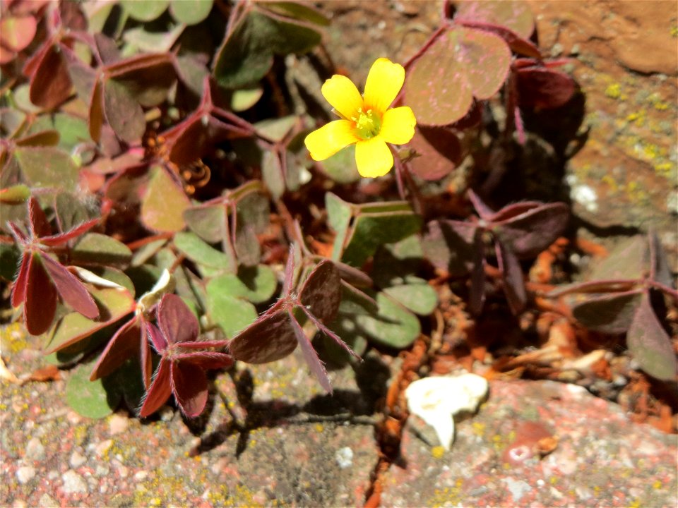 Horn-Sauerklee (Oxalis corniculata) in Hockenheim