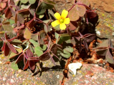 Horn-Sauerklee (Oxalis corniculata) in Hockenheim