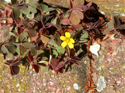 Horn-Sauerklee (Oxalis corniculata) in Hockenheim