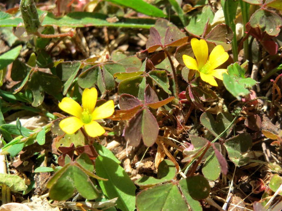 Horn-Sauerklee (Oxalis corniculata) am Bahnhof Hockenheim