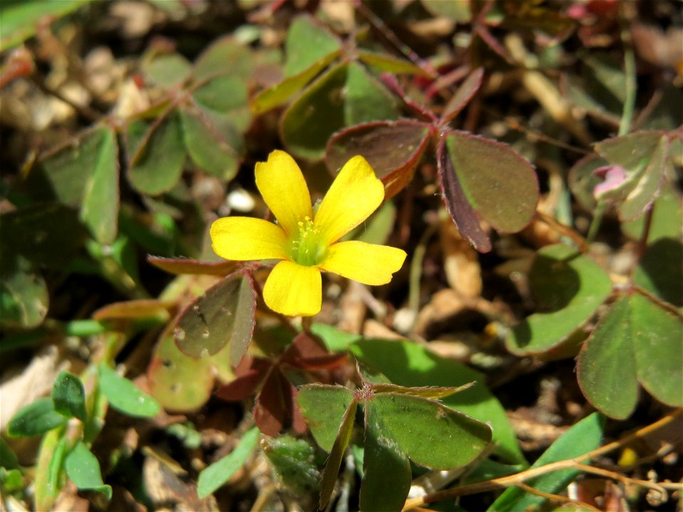 Horn-Sauerklee (Oxalis corniculata) am Bahnhof Hockenheim