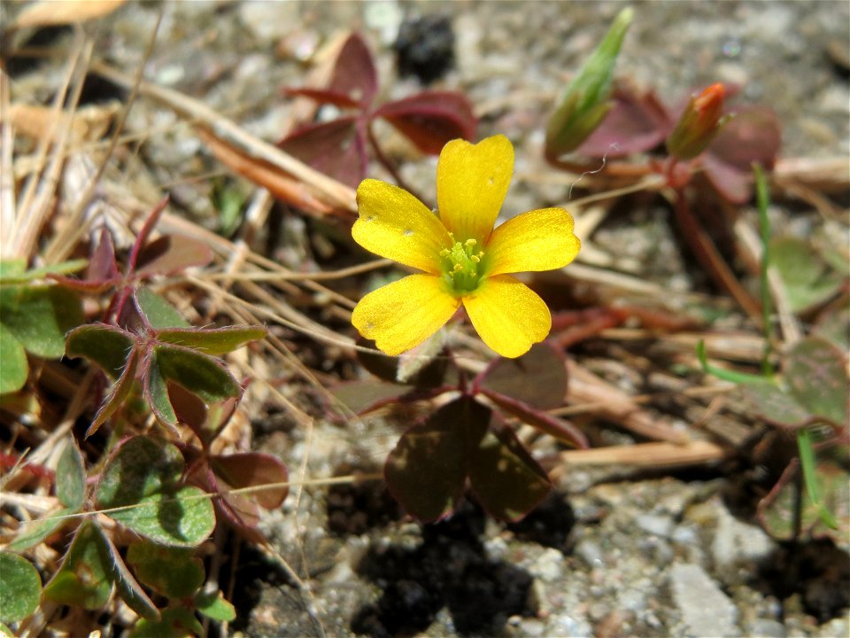 Horn-Sauerklee (Oxalis corniculata) am Bahnhof Hockenheim