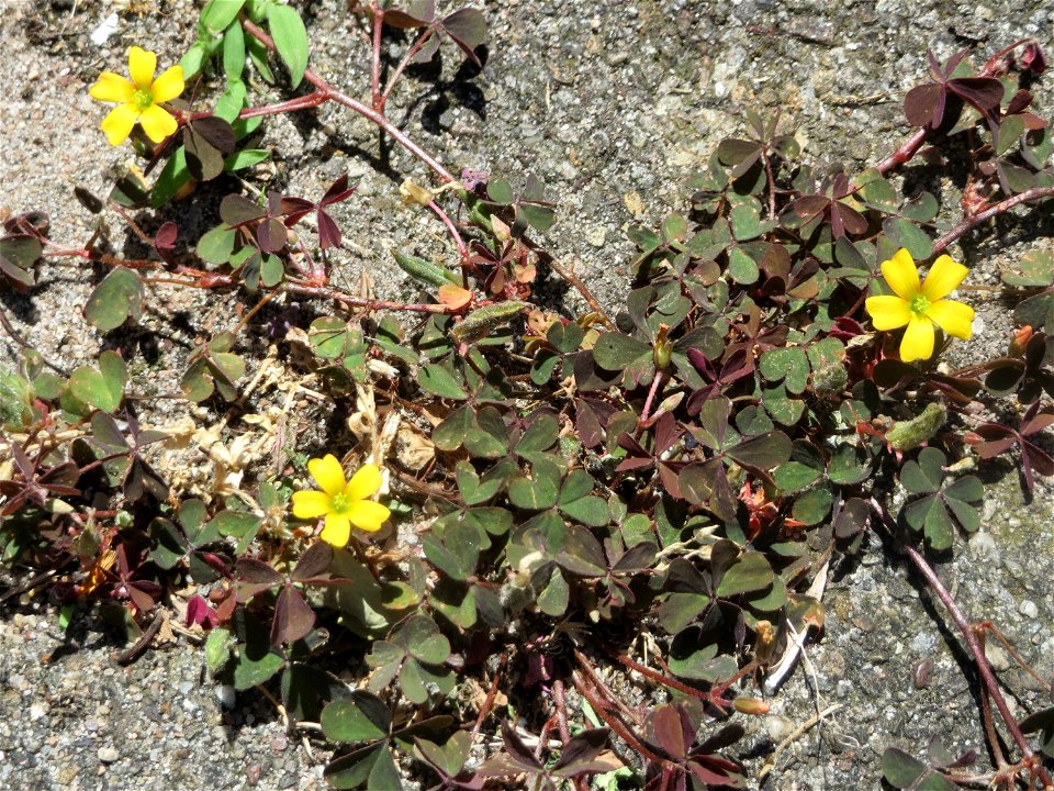Horn-Sauerklee (Oxalis corniculata) am Bahnhof Hockenheim