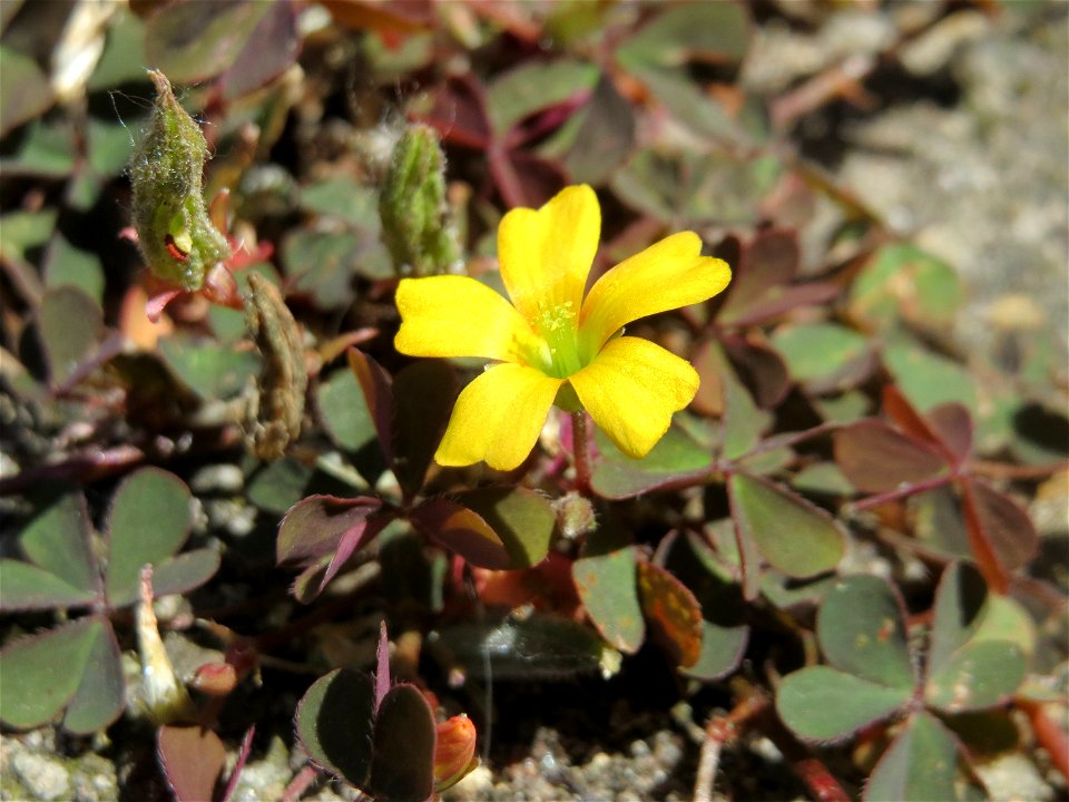 Horn-Sauerklee (Oxalis corniculata) am Bahnhof Hockenheim