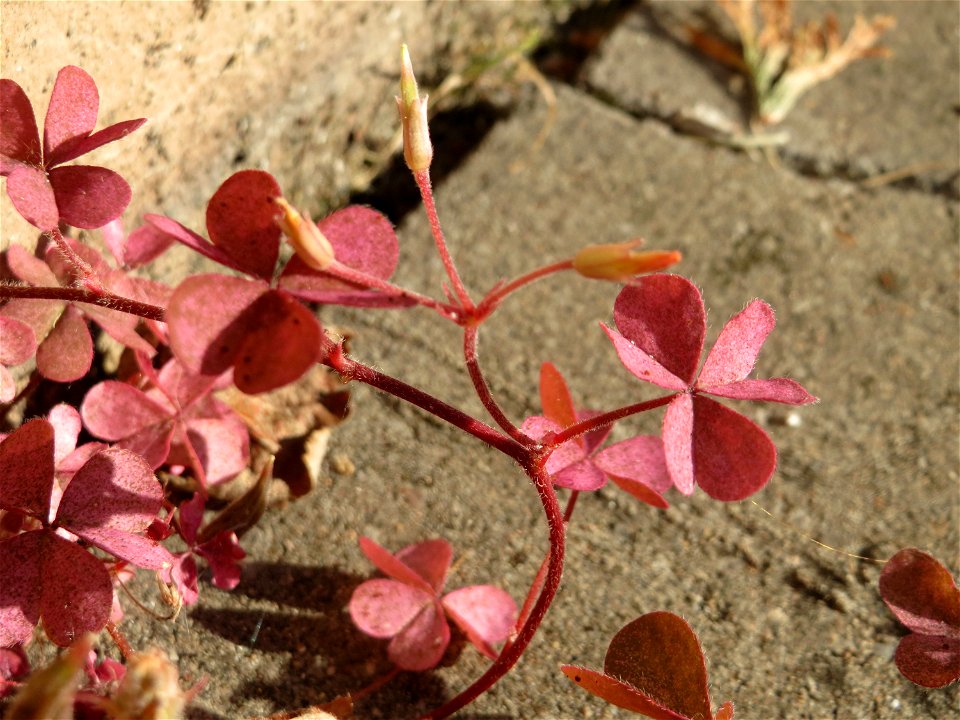 Horn-Sauerklee (Oxalis corniculata) in Sankt Arnual