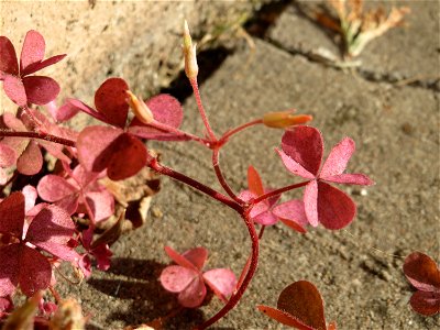 Horn-Sauerklee (Oxalis corniculata) in Sankt Arnual