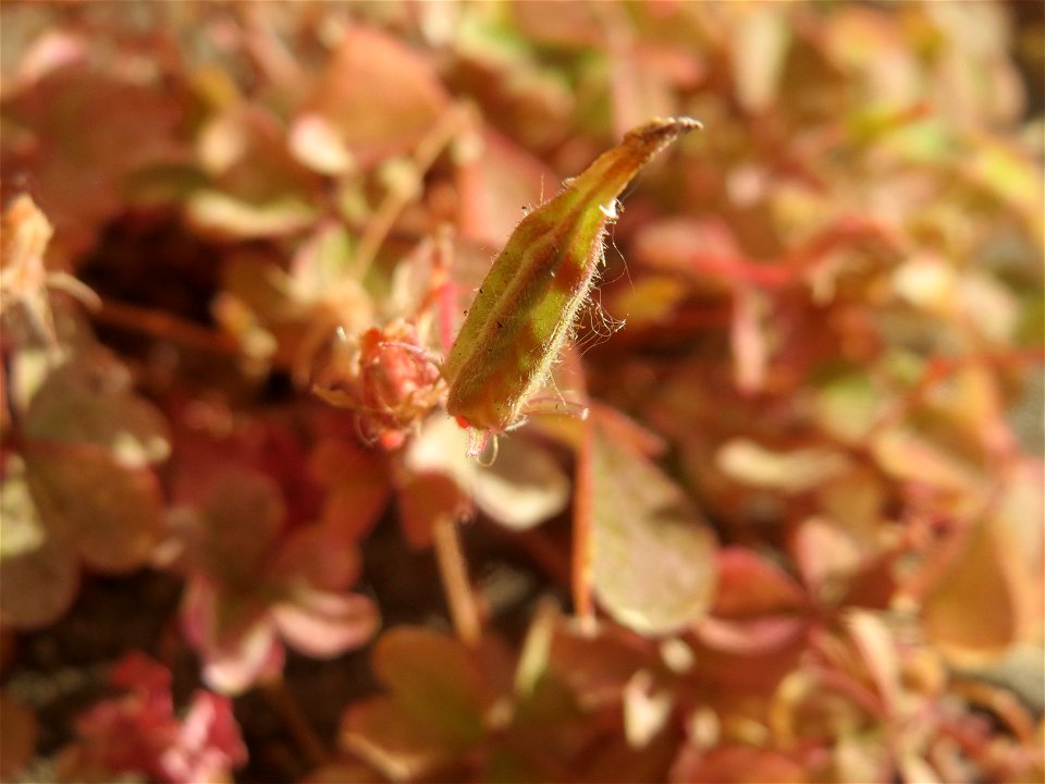 Horn-Sauerklee (Oxalis corniculata) in Sankt Arnual