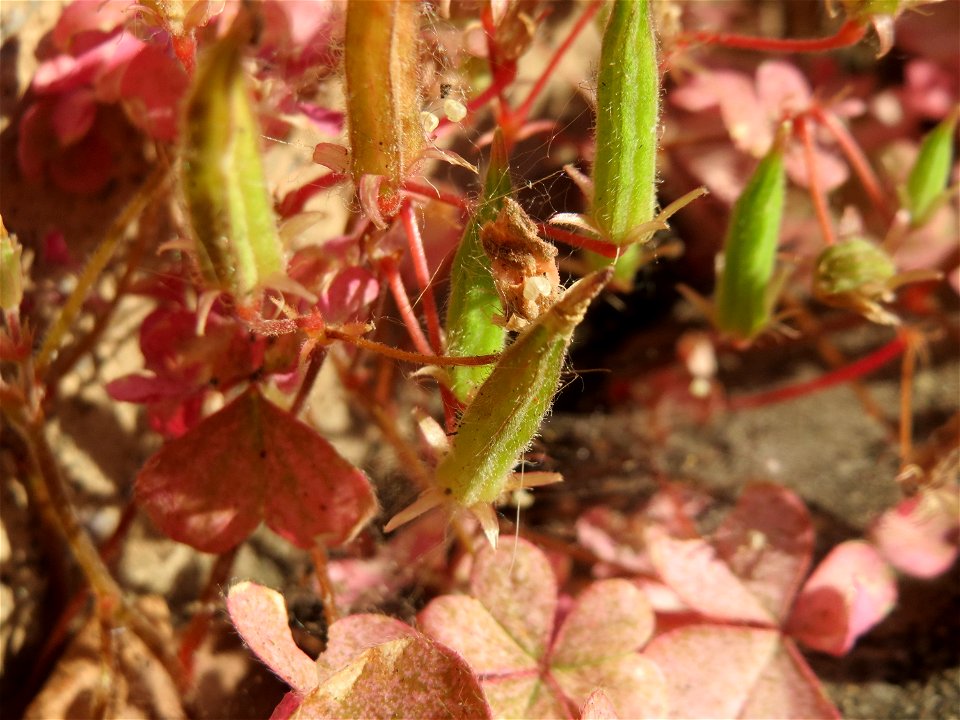 Horn-Sauerklee (Oxalis corniculata) in Sankt Arnual