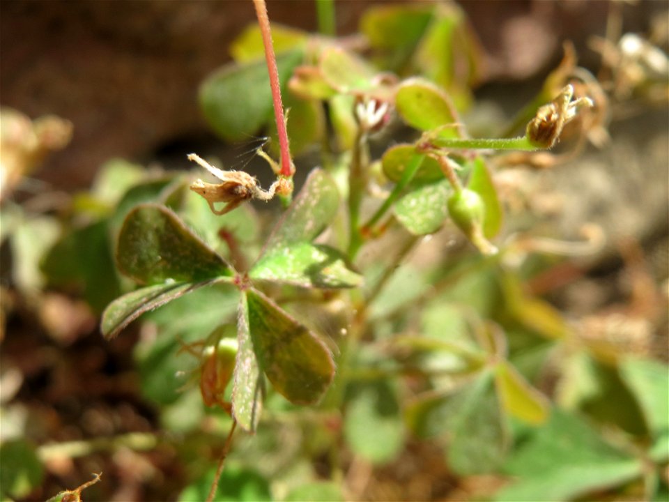Verblühter Horn-Sauerklee (Oxalis corniculata) in Hockenheim