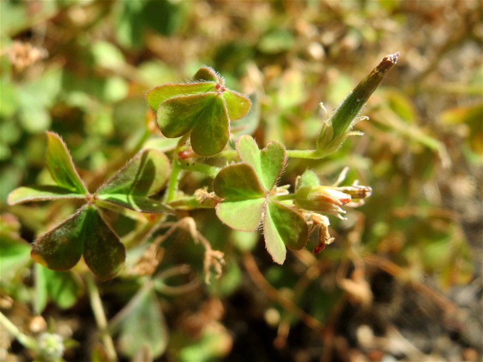 Verblühter Horn-Sauerklee (Oxalis corniculata) in Hockenheim