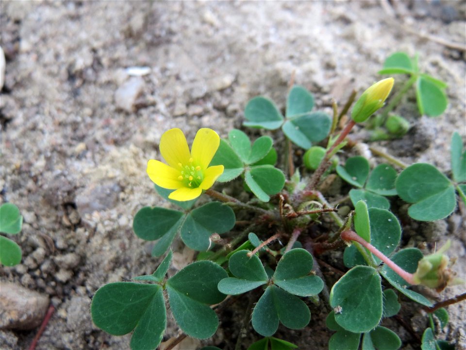 Horn-Sauerklee (Oxalis corniculata) in Hockenheim-Talhaus