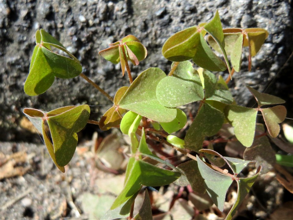 Horn-Sauerklee (Oxalis corniculata) in Hockenheim