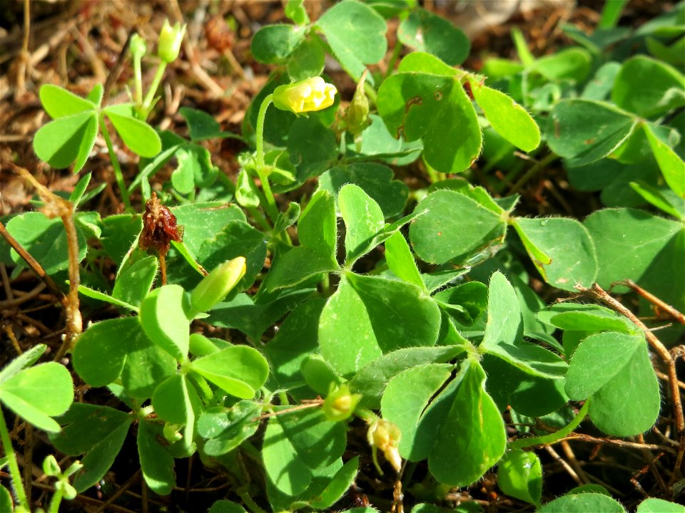 Horn-Sauerklee (Oxalis corniculata) in Hockenheim