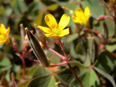 Horn-Sauerklee (Oxalis corniculata) in Hockenheim