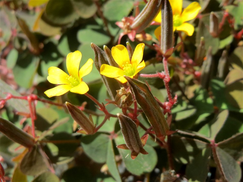 Horn-Sauerklee (Oxalis corniculata) in Hockenheim