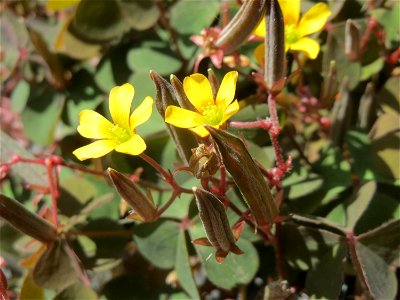 Horn-Sauerklee (Oxalis corniculata) in Hockenheim