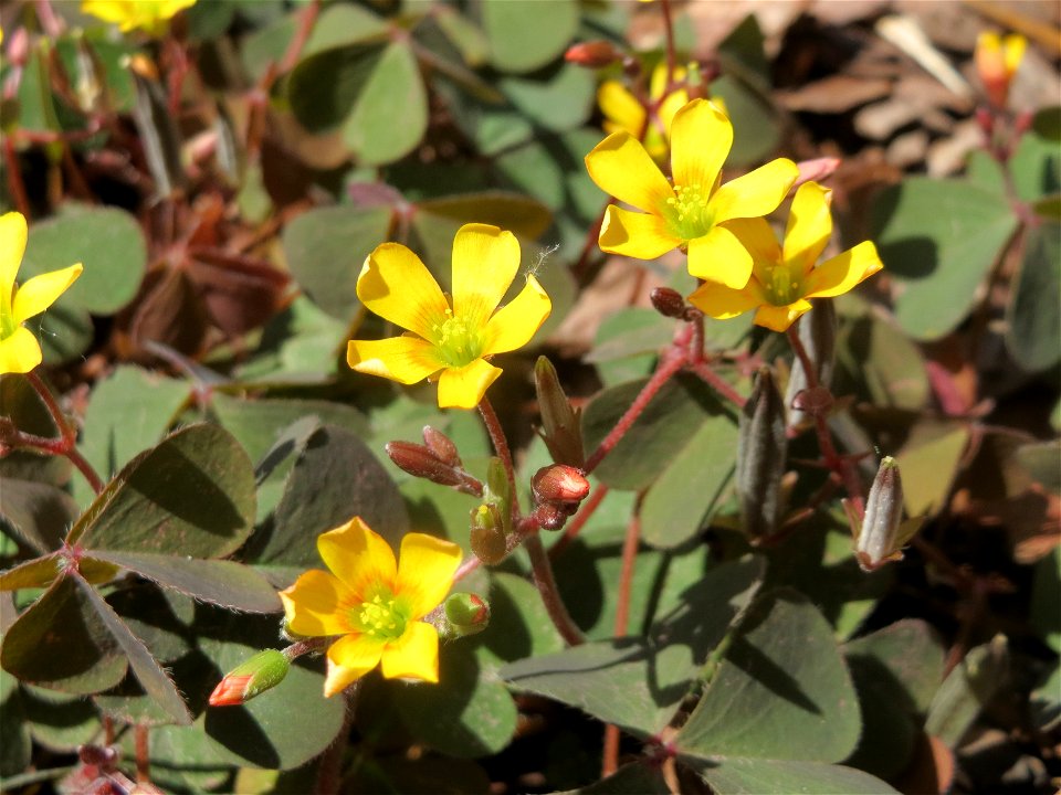 Horn-Sauerklee (Oxalis corniculata) in Hockenheim