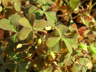 Horn-Sauerklee (Oxalis corniculata) in Hockenheim
