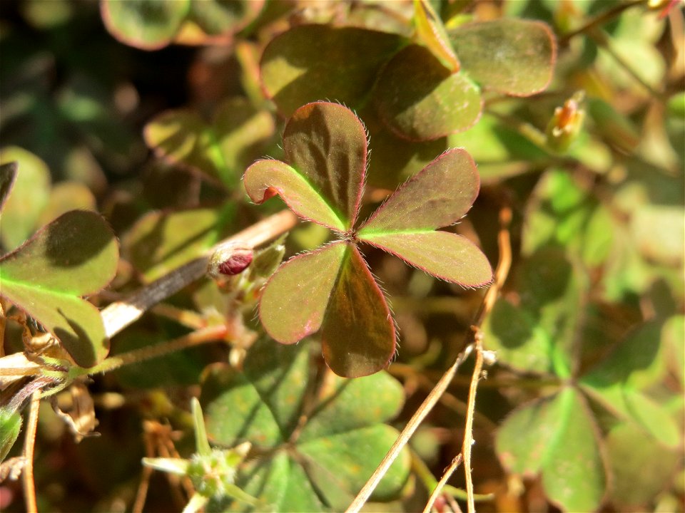 Horn-Sauerklee (Oxalis corniculata) in Hockenheim