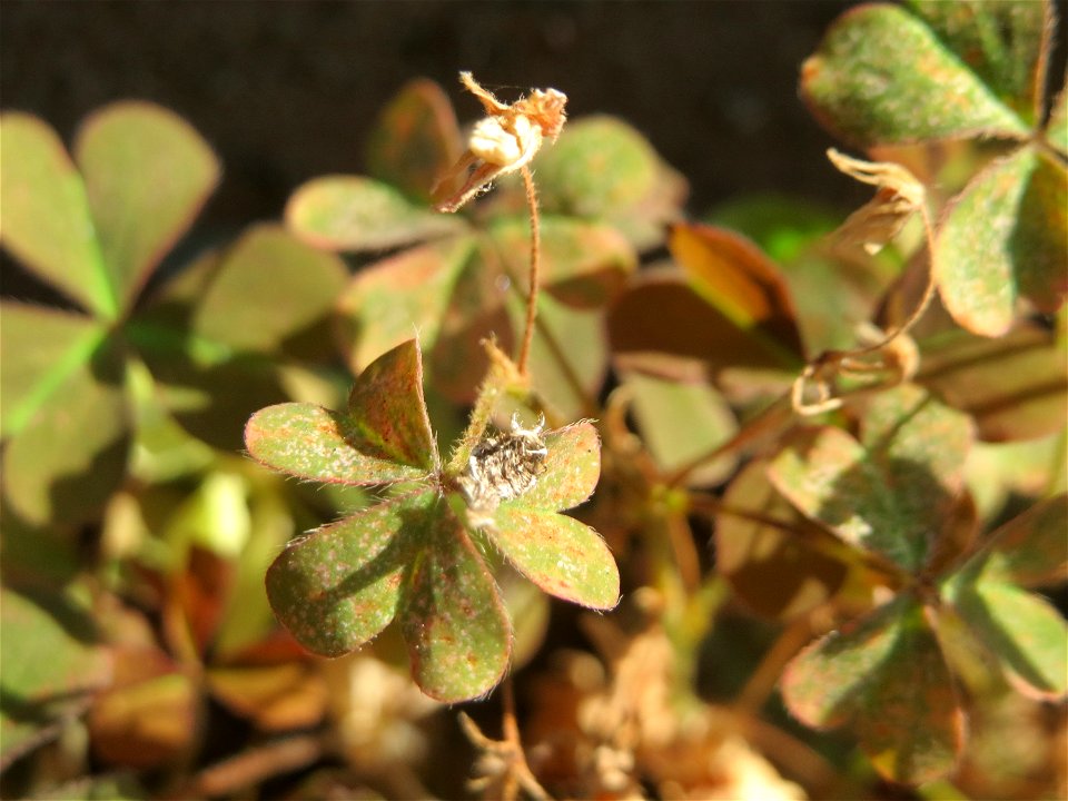Horn-Sauerklee (Oxalis corniculata) in Hockenheim