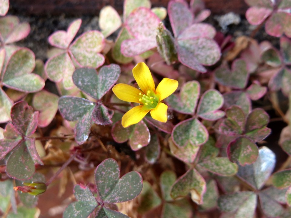 Horn-Sauerklee (Oxalis corniculata) in Sankt Arnual