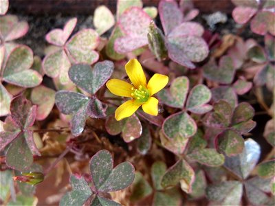 Horn-Sauerklee (Oxalis corniculata) in Sankt Arnual