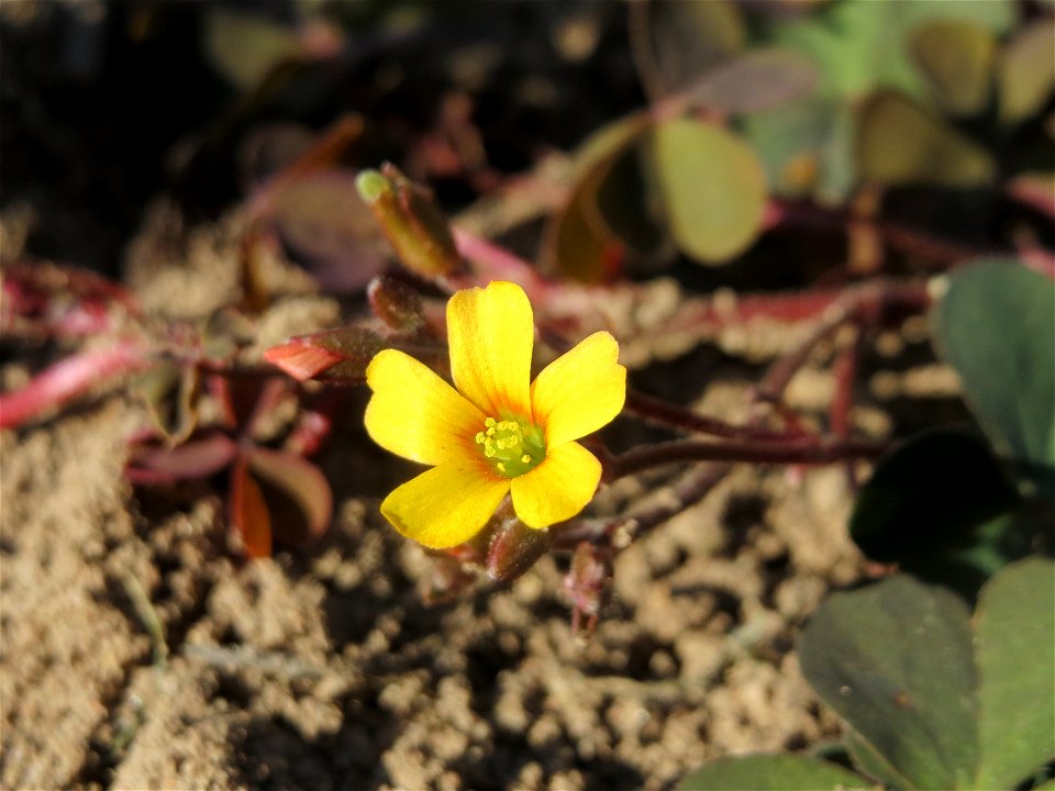 Horn-Sauerklee (Oxalis corniculata) im Deutsch-Französischen Garten in Saarbrücken
