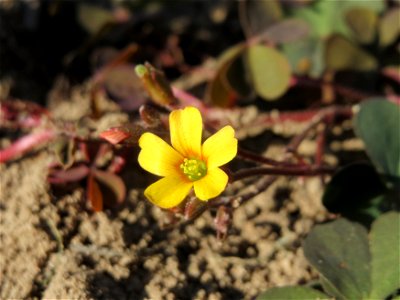 Horn-Sauerklee (Oxalis corniculata) im Deutsch-Französischen Garten in Saarbrücken