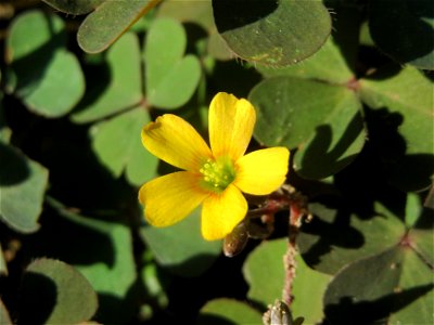 Horn-Sauerklee (Oxalis corniculata) im Deutsch-Französischen Garten in Saarbrücken