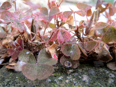 Horn-Sauerklee (Oxalis corniculata) in Hockenheim