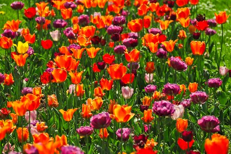 Nature floral tulip photo