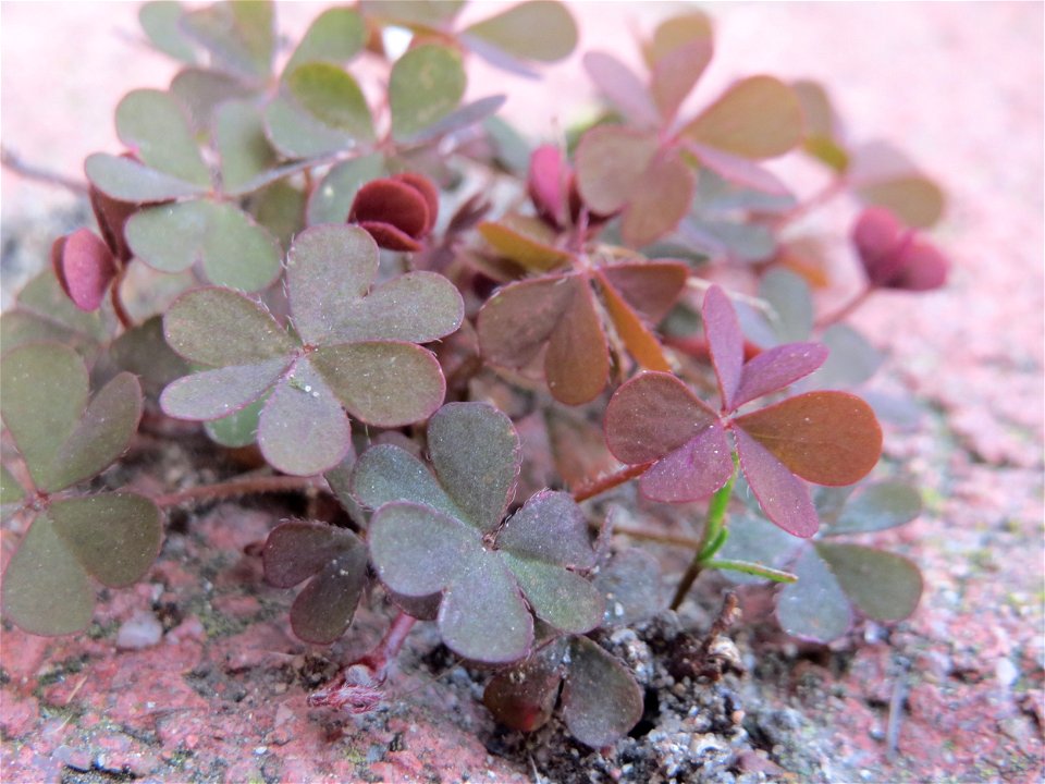 Horn-Sauerklee (Oxalis corniculata) in Hockenheim