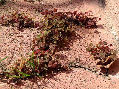 Ritzen-Botanik: Horn-Sauerklee (Oxalis corniculata) in Hockenheim