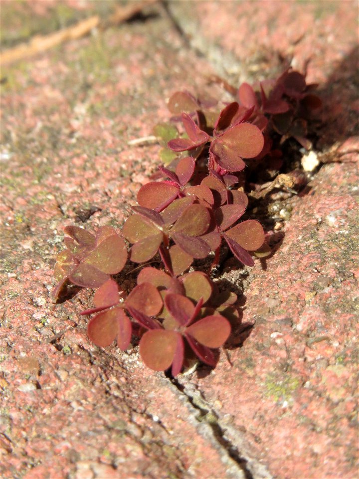 Ritzen-Botanik: Horn-Sauerklee (Oxalis corniculata) in Hockenheim