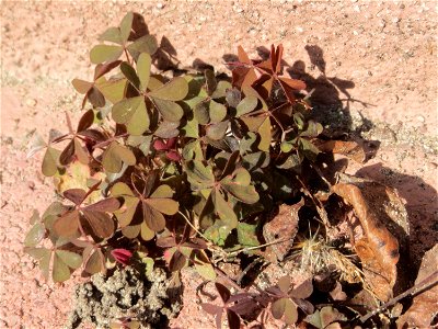 Ritzen-Botanik: Horn-Sauerklee (Oxalis corniculata) in Hockenheim