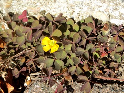 Ritzen-Botanik: Horn-Sauerklee (Oxalis corniculata) in Hockenheim
