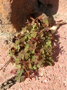 Ritzen-Botanik: Horn-Sauerklee (Oxalis corniculata) in Hockenheim