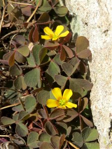Ritzen-Botanik: Horn-Sauerklee (Oxalis corniculata) in Hockenheim