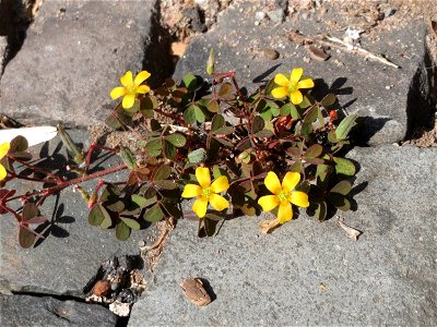Horn-Sauerklee (Oxalis corniculata) in Saarbrücken
